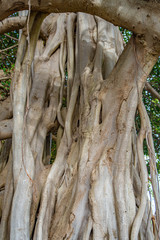 Banyan Roots
