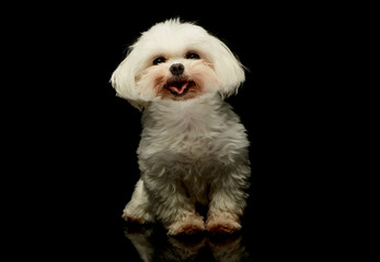 Studio shot of an adorable Maltese