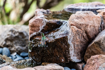 Hummingbird Bath