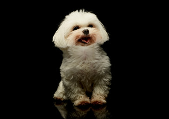 Studio shot of an adorable Maltese