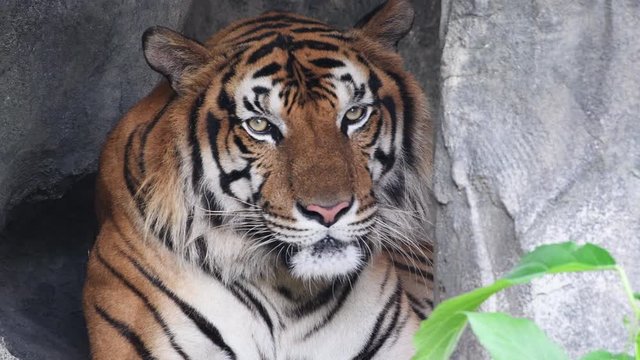 Close up of male tiger looking at camera	