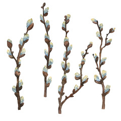 Watercolor set with pussy willow isolated on white background. Spring botanical illustration. Easter illustration.  © Яніна Бондар