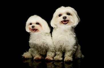 Studio shot of two adorable Malteses