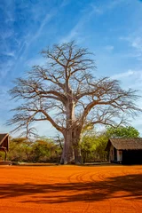 Deurstickers Big baobab tree in Bandia reserve, Senegal. It is nature background, Africa. © Jana