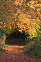 Waldweg im Herbst