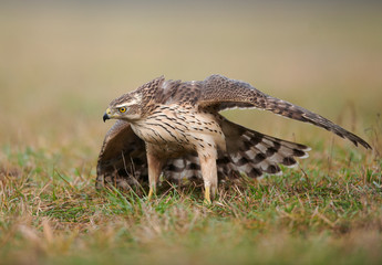 Northern goshwak (Accipiter gentilis) close up