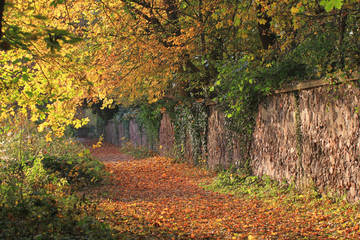 waldweg im Herbst