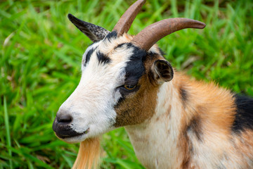 goats grazing on Dourados farm, Mato Grosso do Sul