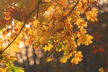 Blätter in Herbstfarben