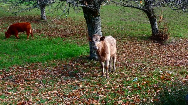 vacas de ra&radic;&szlig;a barros&radic;&pound;, pastando no campo em modo selvagem / cows of barrosan breed, grazing in the field in wild mode