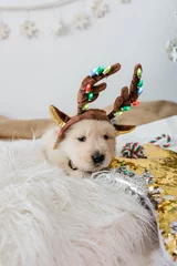 Fotobehang Golden Retriever Puppy with Christmas Toys © KCULP