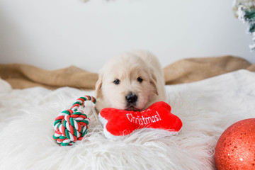 Golden Retriever Puppy with Christmas Toys