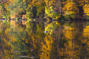 Autumn morning at lake Thal near Graz, Styria region, Austria