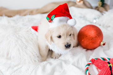 Golden Retriever Puppies in Holiday Set