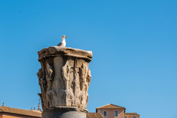 Seagull rests on a historical marble column in Rome.