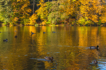 Obraz premium Autumn morning at lake Thal near Graz, Styria region, Austria