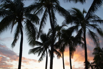 Obraz na płótnie Canvas Palm Tree Sunset