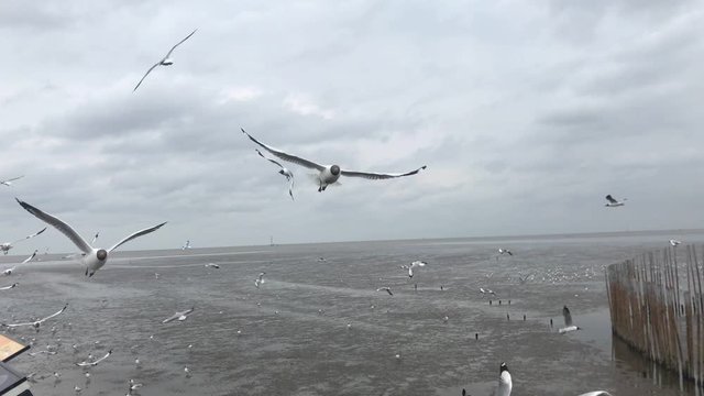 Seagulls flying with sea scap