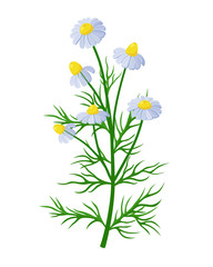 Chamomile healing flower vector medical illustration isolated on white background in flat design, infographic elements, Camomile healing herb icon.