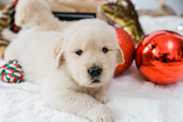 Golden Retriever Puppies in Holiday Set