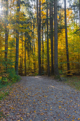 Naklejka na ściany i meble Autumn colorful morning in the forest near Graz, Styria region, Austria