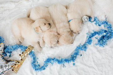 Golden Retriever Puppies Hanukkah Decor