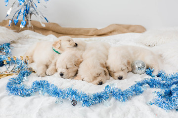 Golden Retriever Puppies Hanukkah Decor