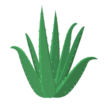 Aloe Vera healing flower vector medical illustration isolated on white background in flat design, infographic elements, Aloe Vera herb icon.