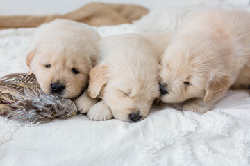 Golden Retriever Puppies Paying on White Blanket