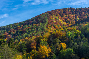 Fototapeta na wymiar Hill with colorful trees and bright blue sky, in autumn 