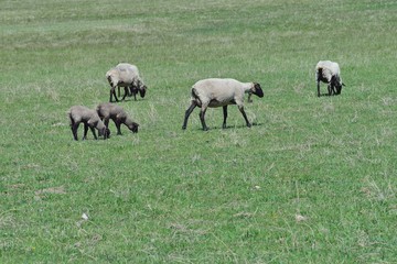 Naklejka na ściany i meble Bellwether ewe heads across pasture with ewes and lambs grazing.