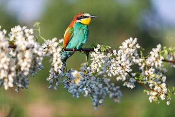 wild bird sits among spring blossoming tree