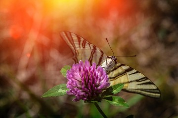 Scarce sail swallowtail butterfly sitting on flower summer insect nature close up macro