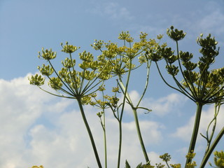 Fenchel