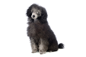 Studio shot of an adorable poodle