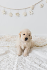 Golden Retriever Puppy with Snowflake Garland