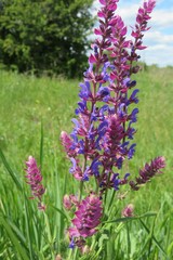 Salvia plant in the meadow in european village,  closeup 