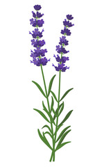 Naklejka premium Lavandula angustifolia healing flower vector medical illustration isolated on white background in flat design, infographic elements, healing herb lavender icon.