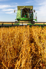 Obraz premium Soy plantation, for human consumption.