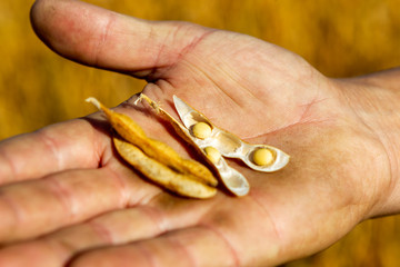 Soy plantation, for human consumption.
