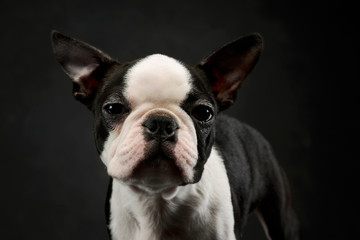 Portrait of an adorable Boston Terrier