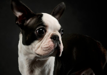 Portrait of an adorable Boston Terrier
