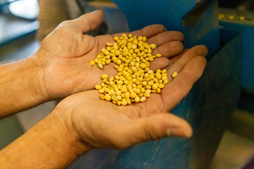 Soy plantation, for human consumption.