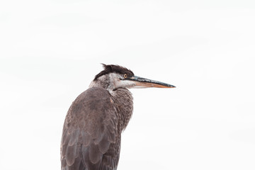The Great Blue Heron. Large wading bird in the heron family. Bird in the marina.