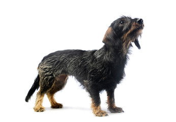 Studio shot of an adorable Dachshund