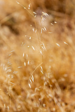 Barna oats, a kind of wild oats.