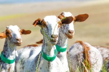 Breeding goats in a farm.
