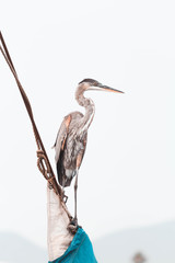 Obraz premium The Great Blue Heron. Large wading bird in the heron family. Bird in the marina.
