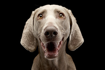 Portrait of an adorable Weimaraner