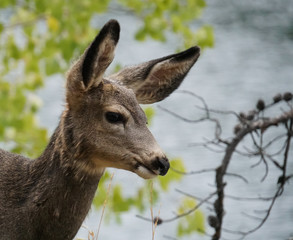 Naklejka na ściany i meble Side view close up of a young mule deer's face looking off in the distance.